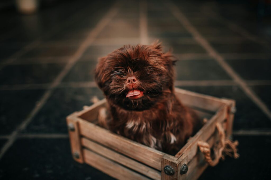 Cute brown puppy with tongue out sitting inside a rustic wooden box, looking charming and fluffy.